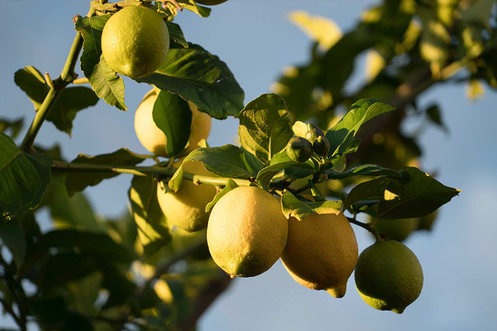 limones ecológicos en finca cañada honda región de murcia