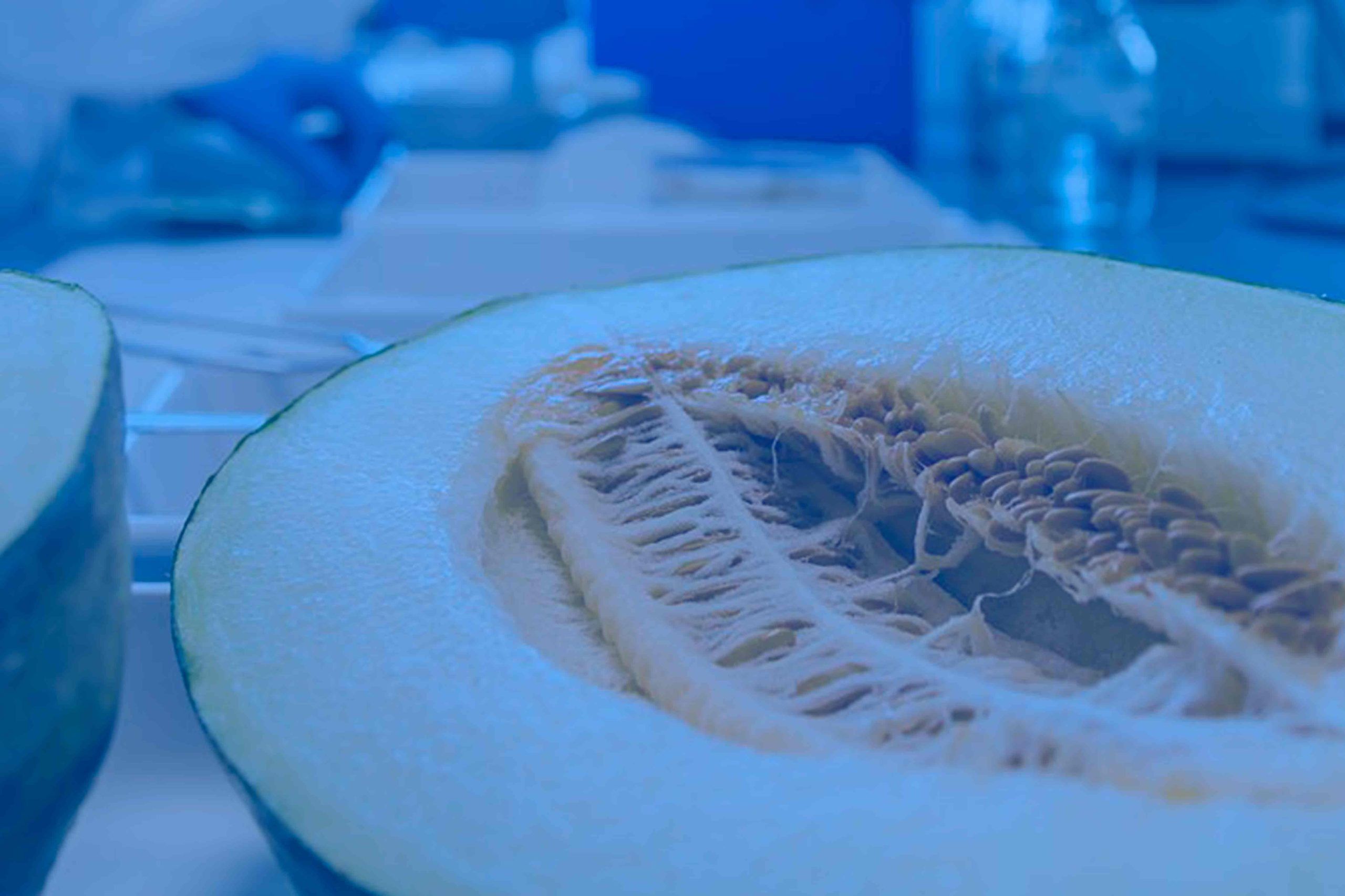 proyecto rajado del melon con soluciones con paudire innova murcia consultora idi